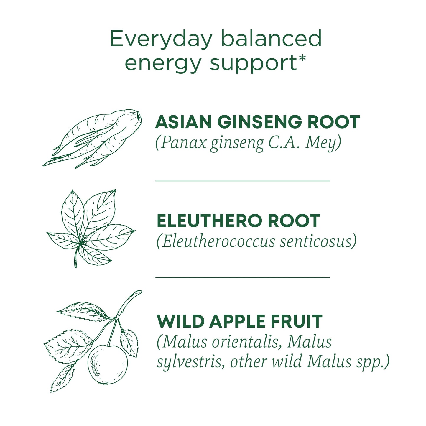 Traditional Medicinals Tea, Organic Stress Ease Focus, with Adaptogens, Everyday Balanced Energy, Ginseng Wild Apple Mint, 16 Tea Bags